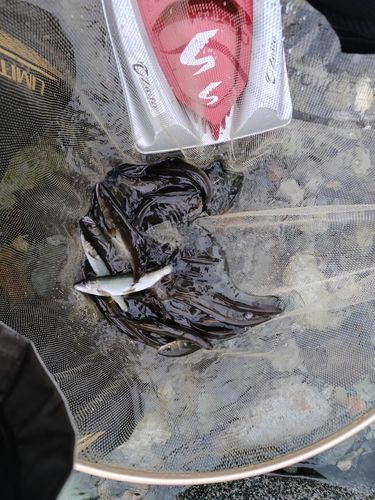 アユの釣果