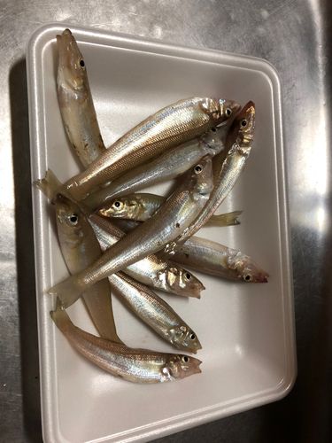 キスの釣果