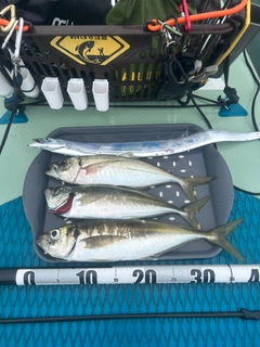 マアジの釣果