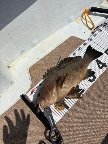 オオモンハタの釣果