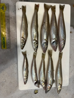 キスの釣果