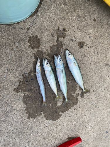 釣果