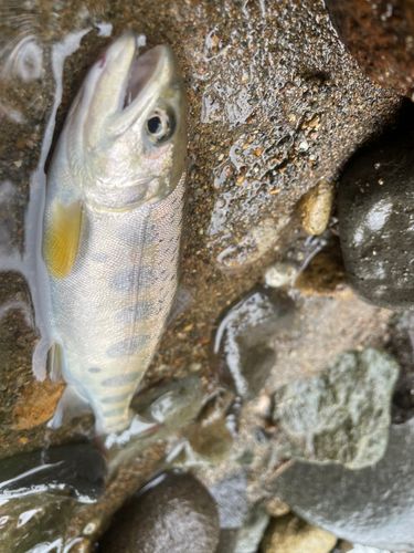 ヤマメの釣果