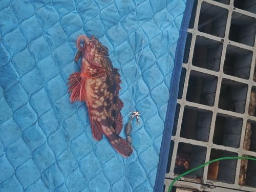 カサゴの釣果