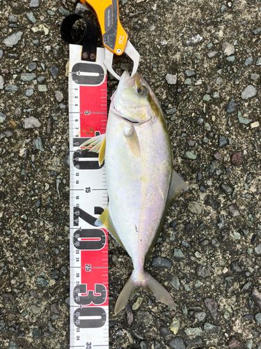ショゴの釣果