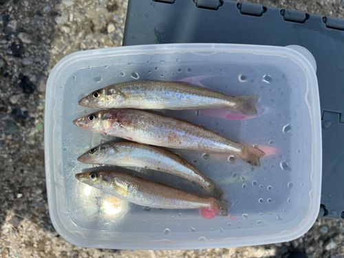 キスの釣果