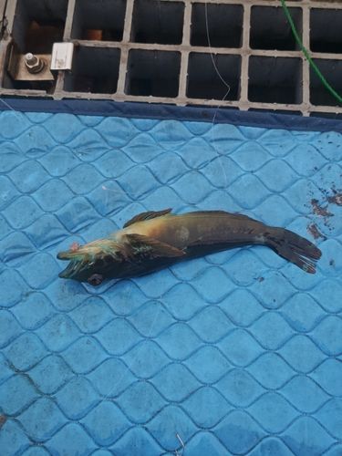ハゼの釣果
