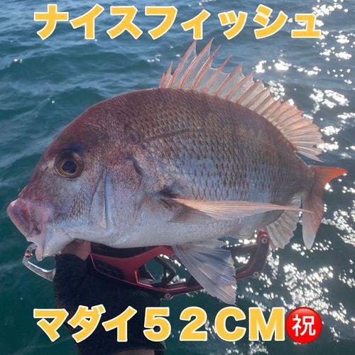 マダイの釣果