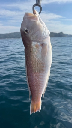 シロアマダイの釣果