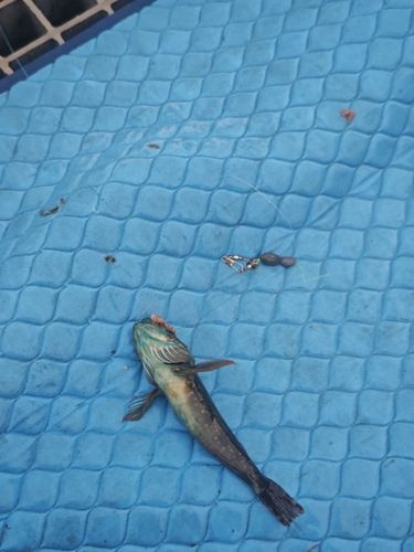 ハゼの釣果