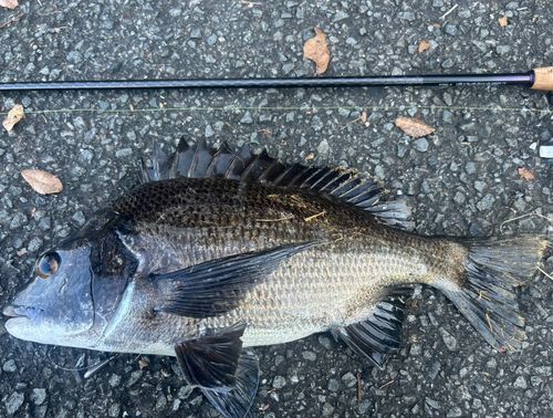 クロダイの釣果