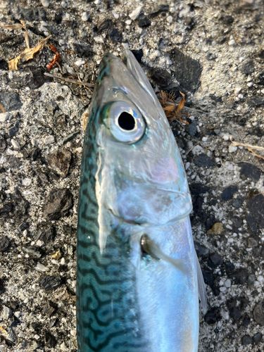 サバの釣果