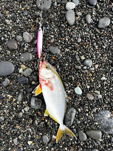 ショゴの釣果