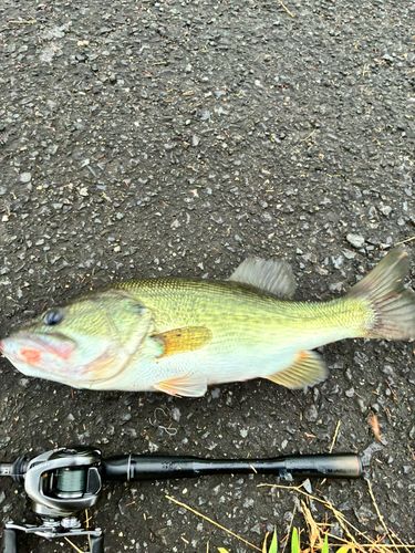 ブラックバスの釣果