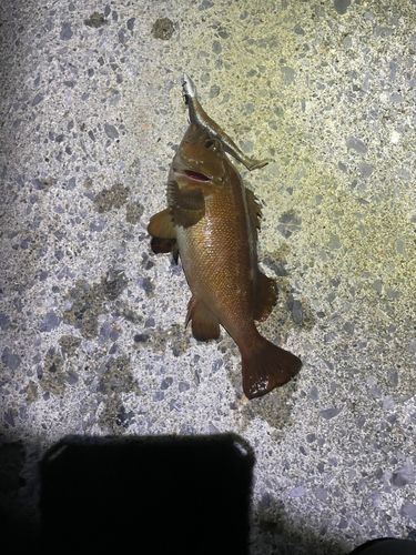 エゾメバルの釣果