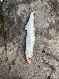 ウルメイワシの釣果
