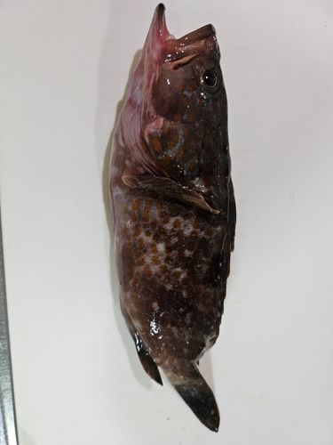 キジハタの釣果