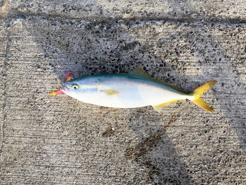 イナダの釣果