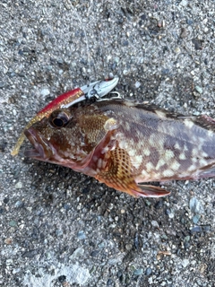 ガシラの釣果