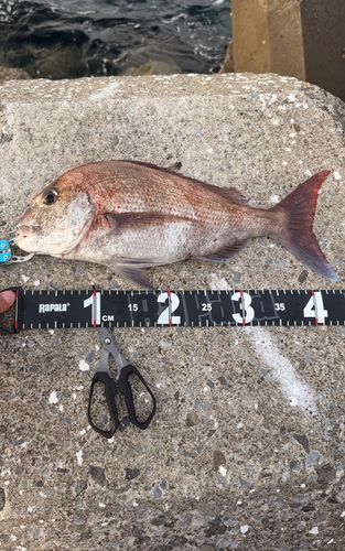 マダイの釣果