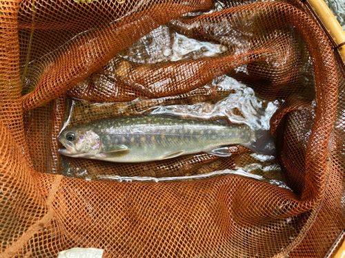 イワナの釣果