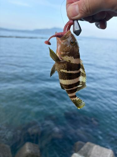 アオハタの釣果
