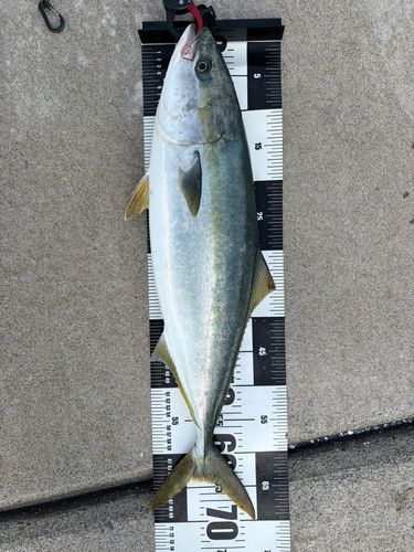 イナダの釣果