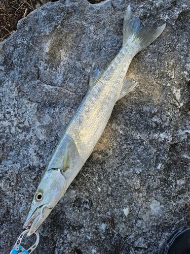 カマスの釣果