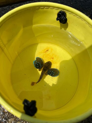 ホウボウの釣果