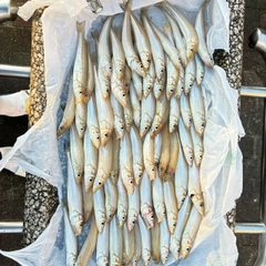 アメリカナマズの釣果