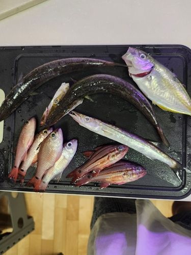 カマスの釣果
