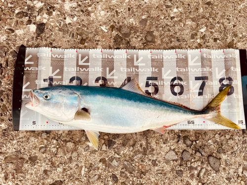 ブリの釣果
