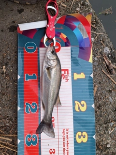 セイゴ（マルスズキ）の釣果