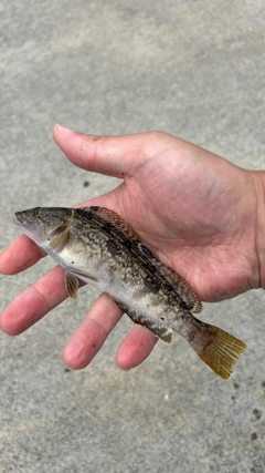アイナメの釣果