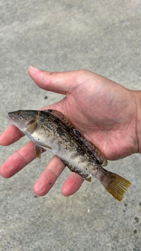 アイナメの釣果