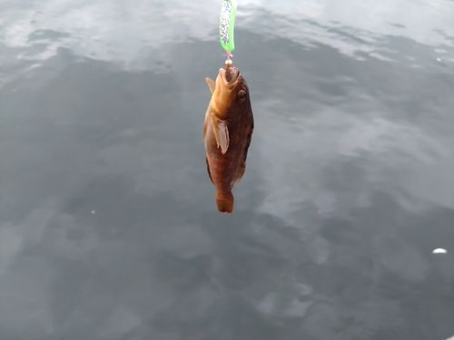 アイナメの釣果