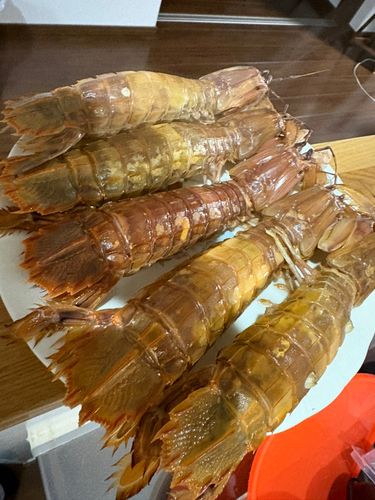 シャコの釣果