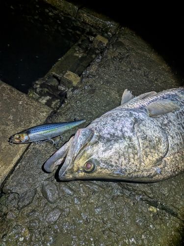 アカメの釣果