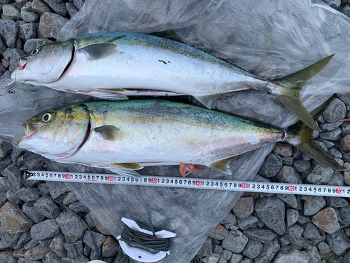 イナダの釣果