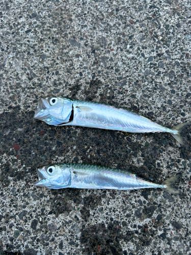サバの釣果