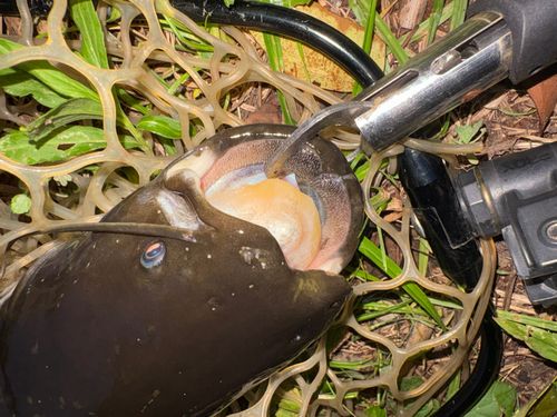 ナマズの釣果