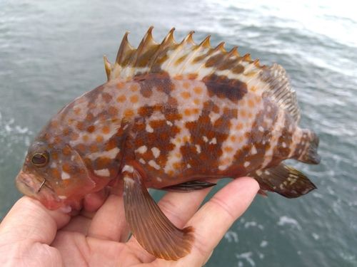 キジハタの釣果