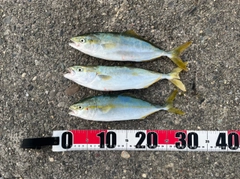ワカシの釣果
