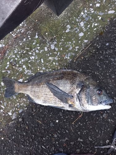 クロダイの釣果