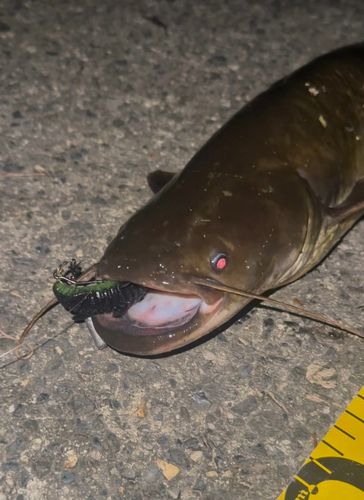 ナマズの釣果