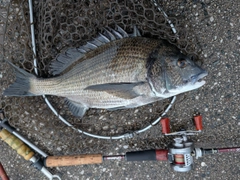 チヌの釣果