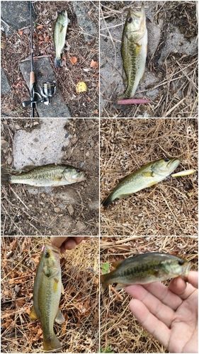 ブラックバスの釣果