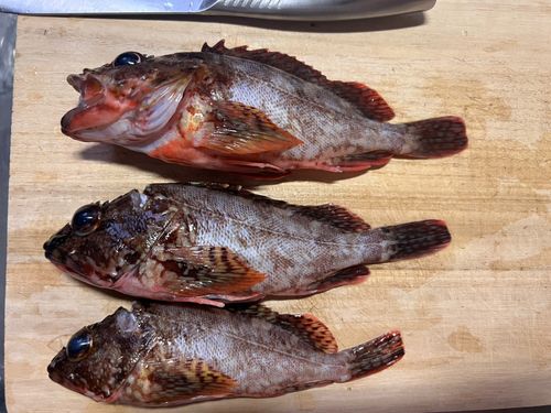 カサゴの釣果