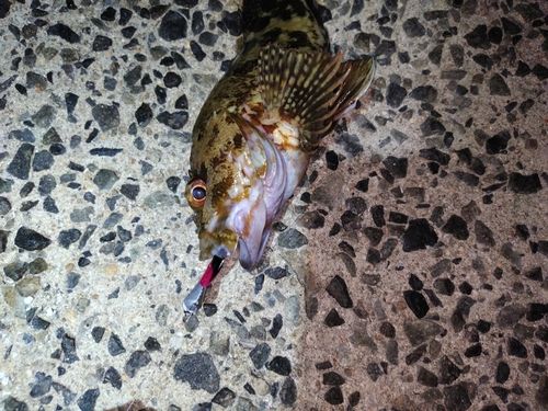 カサゴの釣果