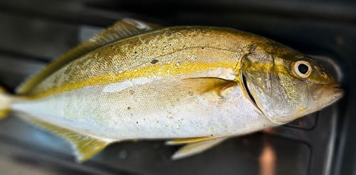 ネリゴの釣果